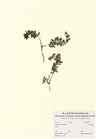 藏品(高山白珠樹)的圖片